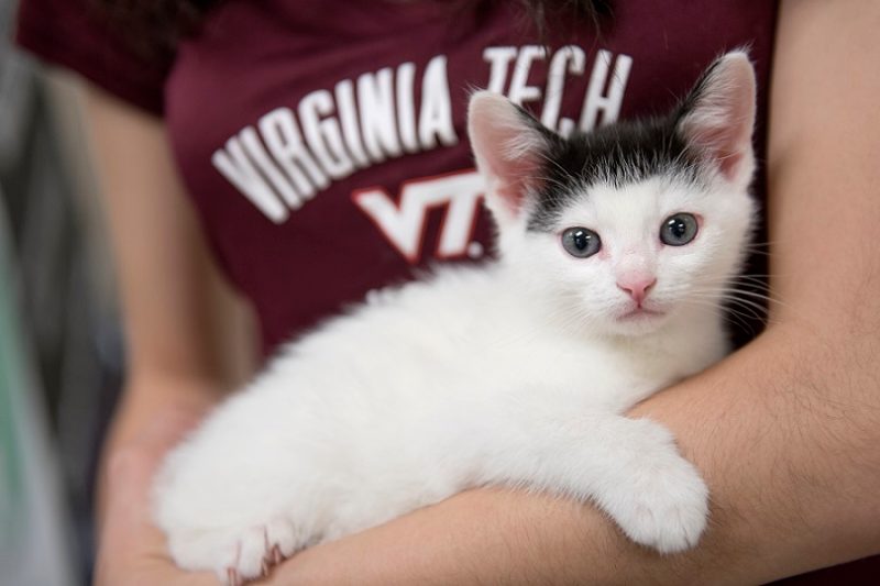 Cat at Virginia Tech