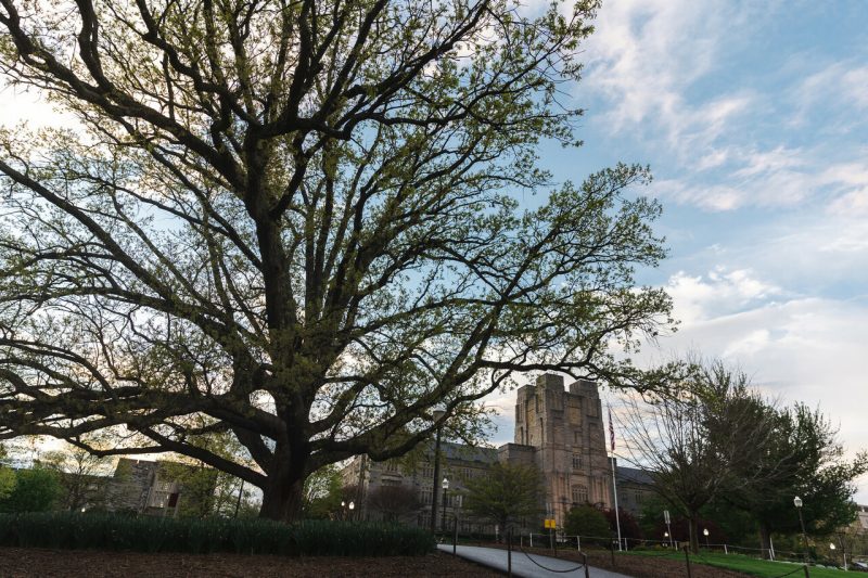 Burruss Hall in the background with a spring tree in the foreground. 
