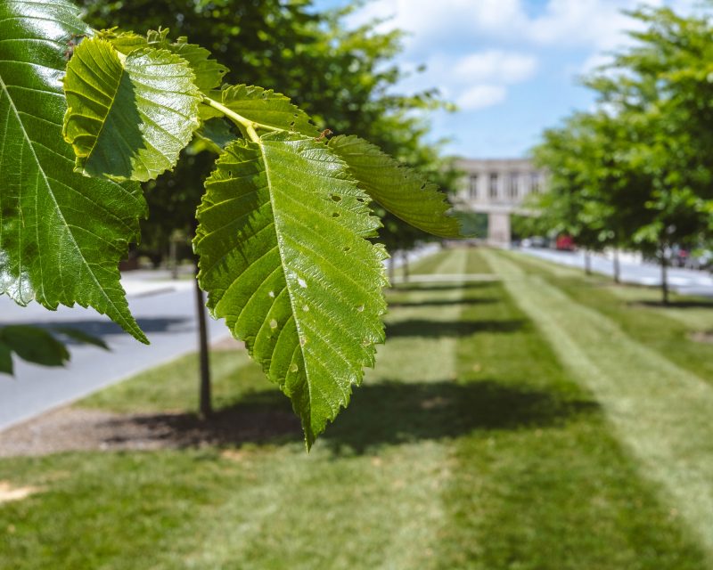 A few green leaves on a tree branch. In the background are many green trees leading to grey Hokie Stone Torgersen Hall on a sunny day